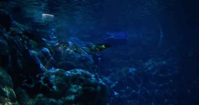Stingray swimming through deep blue water in aquarium with light reflecting on skin. marine life, underwater world, ocean wildlife, aquatic animal, tropical, diving, nature.