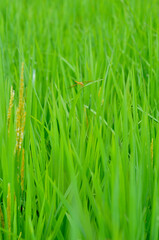 Naklejka premium green grass background
