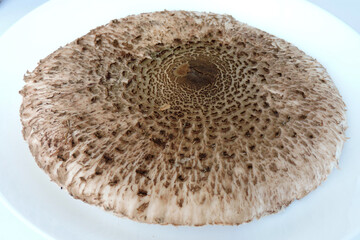Parasol mushroom cap on a white plate, isometric view