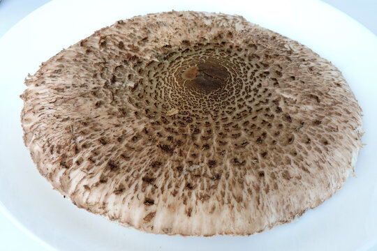 Parasol mushroom cap on a white plate, isometric view
