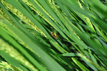 Fototapeta premium Grasshoppers on a paddy stalk