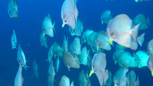 Wall of fish -  Flock herd of Bat fish or Long fin Spade Fish in The Coral Reef. Longfin batfish swimming underwater, close up. Seabed exploring, marine ecosystem, undersea nature, tropical fish