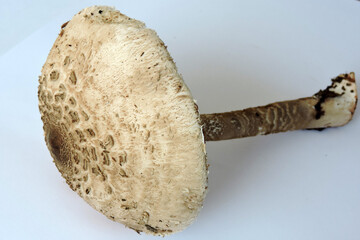 Parasol mushroom on a white background