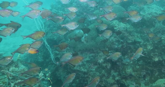 Underwater shot of Flock herd of Vanikoro sweeper fish bait ball hiding from the shark. A fish swimming around coral reef. Seascape with schooling Vanikoro sweeper fish around corals of the Caribbeans