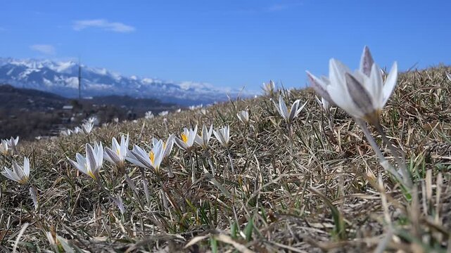 Spring primroses - flowers of the Alatau saffron on mountain slopes near the Kazakh city of Almaty