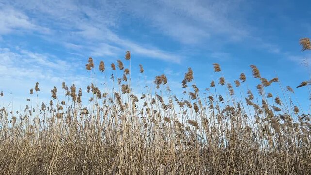 Reeds swaying in the wind against sky.
