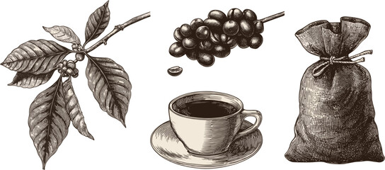 Coffee beans, coffee tree leaves and a cup of hot drink with a coffee bag, a vector set on a white background, black and white hand-drawn vintage retro style illustration.