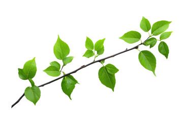 Fototapeta premium Bright Green Fresh Leaves On Thin Branches Against Black Background foliage, Isolated, Png Transparent Background