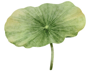 Watercolor Lotus Leaf Illustration