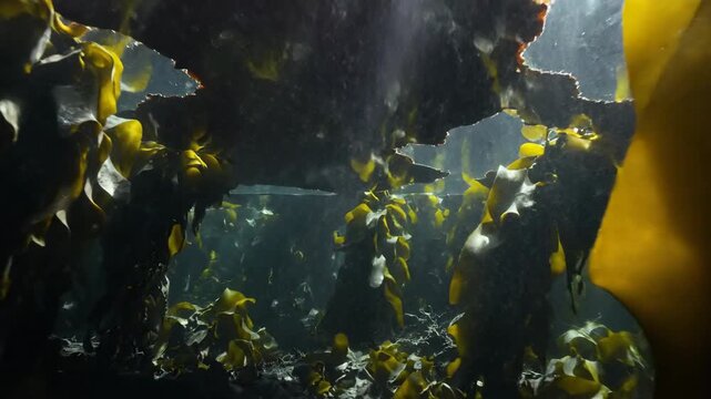 Vibrant yellow and green kelp forest swaying in dark underwater currents, bathed in dappled sunlight