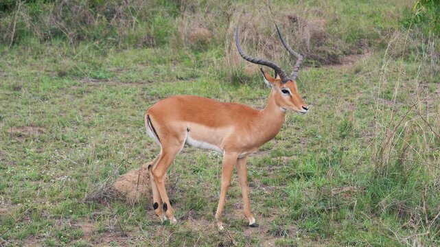 Male impala with large horns walking across a grassy meadow in the African savannah. Looking towards the camera in its natural habitat of a national park
