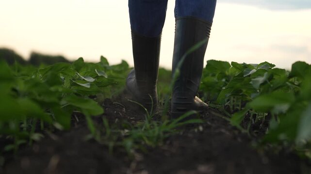 Agriculture, Man or woman checking crops in rubber boots, Practical farming attire for challenging conditions, Vibrant green plants in organized lines, Early season growth in the field, Farm worker s