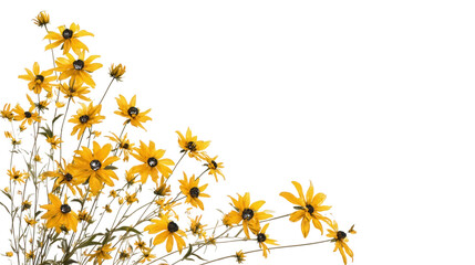 Yellow Black Eyed Susan Flowers Corner Arrangement isolated on a transparent background