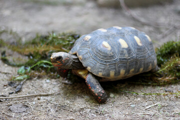 Obraz premium Cute small baby Red-foot Tortoise in the nature,The red-footed tortoise (Chelonoidis carbonarius) is a species of tortoise from northern South America 