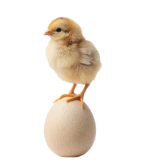 Obraz premium A fluffy brown chick with a light colored belly carefully balances on a single brown chicken egg. The chick looks left, showcasing its small beak and dark eyes against a stark transparent background.