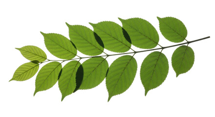 Fototapeta premium Green Fresh Leaves Branch Isolated On Black Background Realistic leaf foliage, Png Isolated On White, Transparent Background