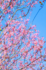 Cherry flower with a pink sakura Prunus cerasoides or Wild Himalayan Cherry,Giant tiger flower and blue sky in Phu Lom Lo ,Phetchabun, Thailand.