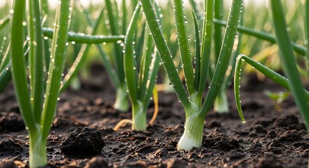 Obraz premium Close up of green onions growing in fertile soil with water droplets