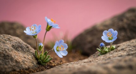 Tiny blue flowers grow among rocks, pink backdrop