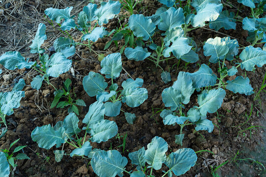 Collard greens with large green leaves. or Salad vegetable garden on the soil growing,Harvesting Agricultural Farming.