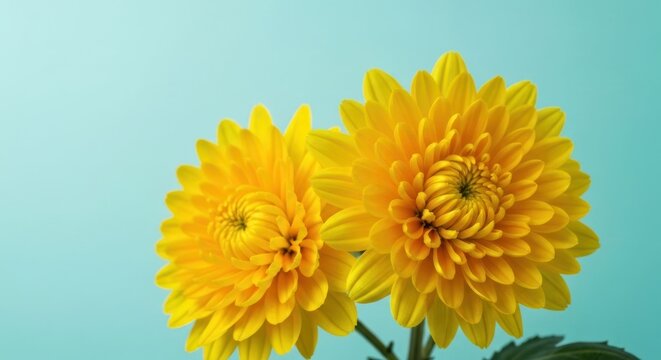 Two yellow mums bloom against light blue