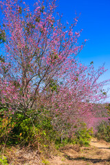 Cherry flower with a pink sakura Prunus cerasoides or Wild Himalayan Cherry,Giant tiger flower and blue sky in Phu Lom Lo ,Phetchabun, Thailand.