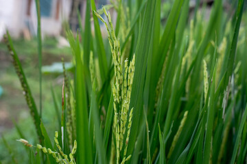 Close up of green rice plants growing in an agricultural field