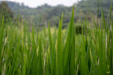 Obraz premium Green leaves of rice plants in a field with blurred background