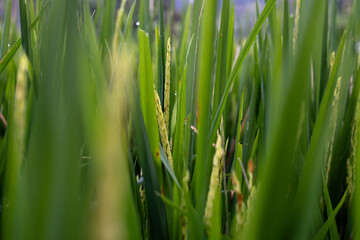 Obraz premium Macro detail of young green rice grains and leaves