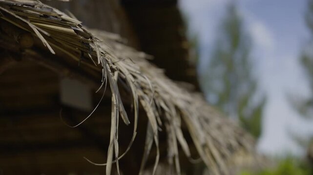 Palm Leaf Sunshade Roof On Bamboo House, A gentle film of palm leaf sunshade roof, perfect for eco home film or traditional village documentary.