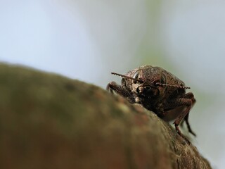 茶色のタマムシ