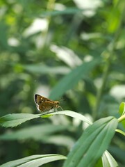 葉に止まるセセリチョウ