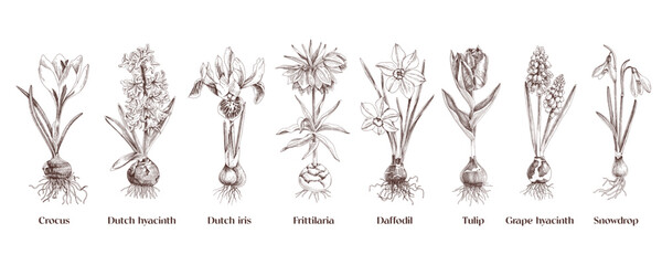 Naklejka premium Bulb flowers hand drawn vector set
