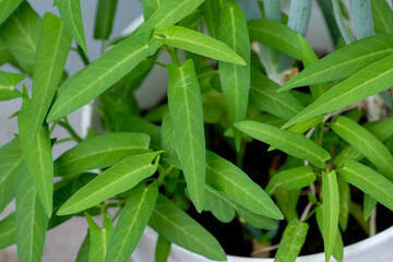 Fresh organic Water Spinach (Ipomoea aquatica) growing in a pot
