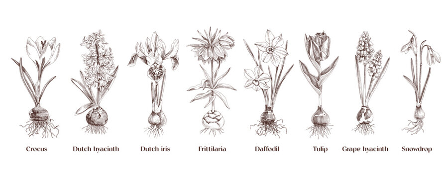 Bulb flowers hand drawn vector set
