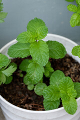 Fresh organic mint leaves growing in a pot