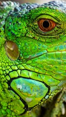 A close-up of a vibrant green reptile's face