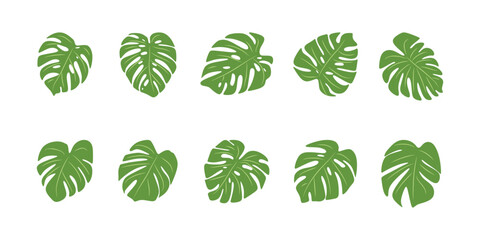 Illustration of Monstera Deliciosa Leaf