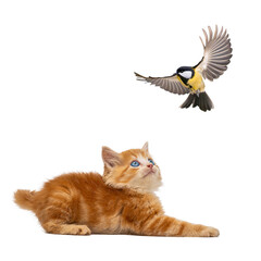 Kitten and titmouse isolated on white background © fotomaster