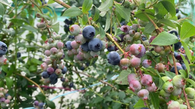 Close-up of clusters of ripe and unripe blueberries on garden bush.  Homegrown organic blueberries ready for harvest. Food, health, farming