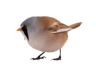 male beraded tit  (panurus biarmicus), isolated on white background. © fotomaster