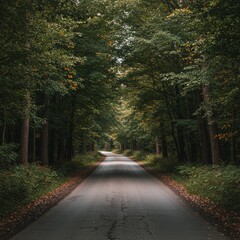 Fototapeta premium Asphalt Road Through Lush Green Forest
