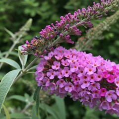 Obraz premium Pink and Purple Butterfly Bush Blooms Close Up