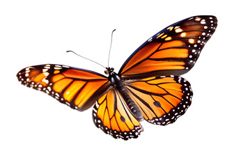 Fototapeta premium Orange Monarch Butterfly in Flight Against White Background 