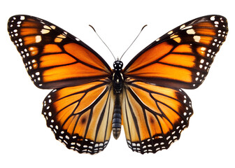 Obraz premium Monarch Butterfly Collection Isolated on White Background 