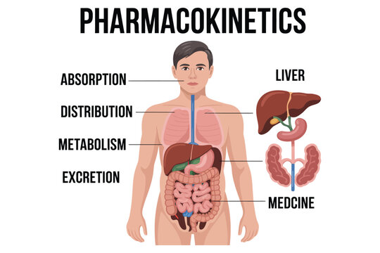 Pharmacokinetics diagram illustrating absorption, distribution, metabolism, and excretion of medicine.