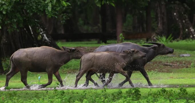 Water buffalo (Bubalus bubalis) running and splashing through water in a green field during rain, domestic water buffalo herd movement in tropical environment.