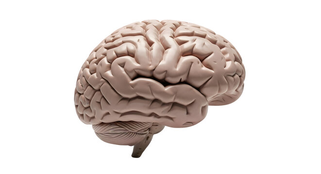 Human brain model on transparent background for educational purposes