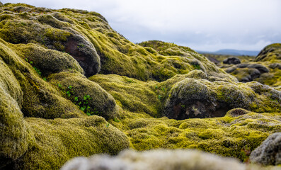 Naklejka premium Typical scenery in the highlands of Iceland with green and yellow moss covering volcanic lava rock in an endless wild, lonely and remote pristine landscape. Barren vegetation on recently formed ground