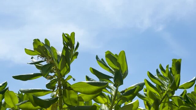 Lush Green Tropical Seaside Vegetation Swaying Under a Clear Blue Sky
